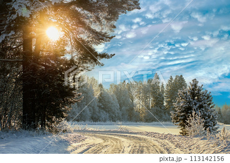 Winter sun shines through frost covered branches of an old pine tree standing by snowy country road. 113142156