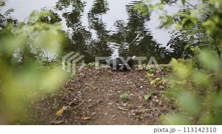 水中の様子をうかがう鳥 113142310