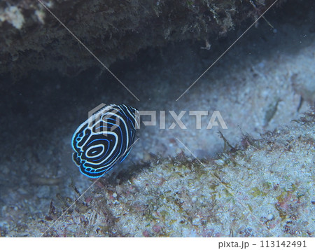 タテジマキンチャクダイ幼魚 113142491