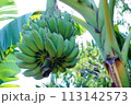 Bananas are on the Banana tree in the garden  113142573
