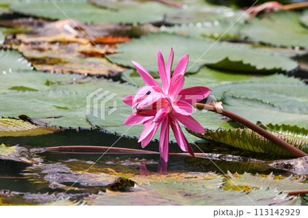 Close up view of couple of pink waterlily in bloom floating on the lake 113142929
