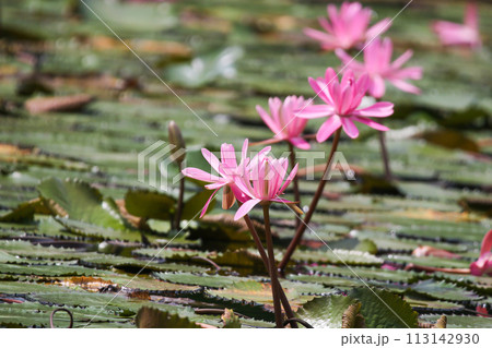 Close up view of couple of pink waterlily in bloom floating on the lake 113142930