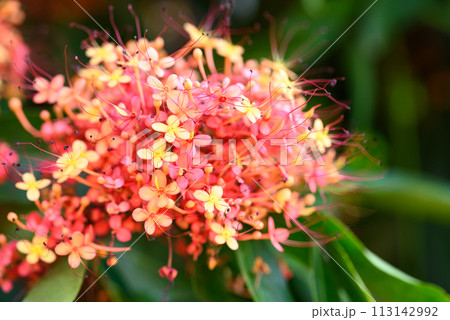 Orange red Ashoka tree flower blooming in ornamental garden 113142992