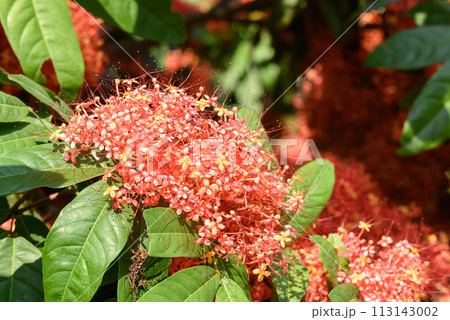 Orange red Ashoka tree flower blooming in ornamental garden Orange red Ashoka tree flower blooming in ornamental garden 113143002