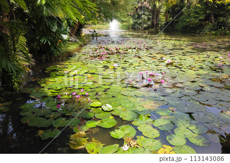 pink and white waterlily in bloom floating on the lake 113143086