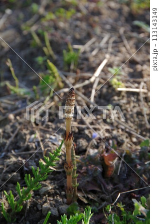 春の訪れを告げる土筆 113143149