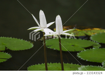 Close up view of couple of white waterlily in bloom floating on the lake 113143324