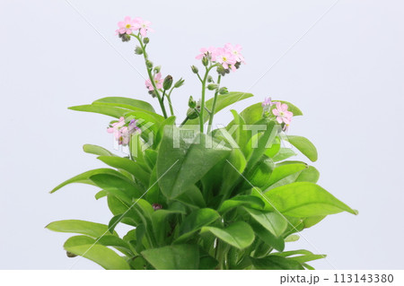 白背景のピンク色のワスレナグサ の花 113143380