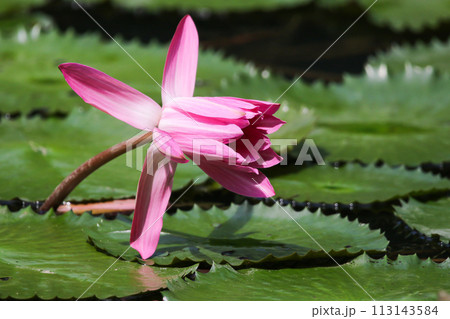 Close up view of couple of pink waterlily in bloom floating on the lake 113143584