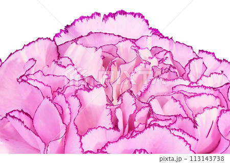 【カーネーション】 (深度合成) 113143738