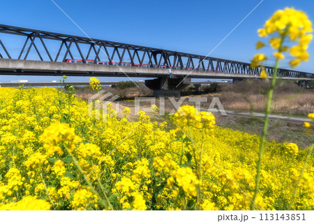 茨城県守谷市　利根川沿いの満開の菜の花 113143851