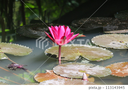 Close up view of couple of red waterlily in bloom floating on the lake Close up view of couple of red waterlily in bloom floating on the lake 113143945