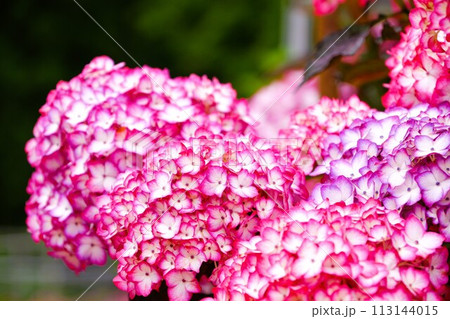 あじさいの森に咲くあじさい 113144015