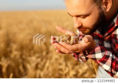 Smiling man holding ears of wheat near his face and nose on a background a wheat field. Happy agronomist farmer sniffs his crop caring about the rich harvest on sunset Smiling man holding ears of wheat near his face and nose on a background a wheat field. Happy agronomist farmer sniffs his crop caring about the rich harvest on sunset 113144401