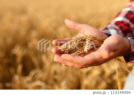 Man holding ears of wheat on a background a wheat field. Agronomist farmer cares about his crop for the rich harvest on sunset 113144404