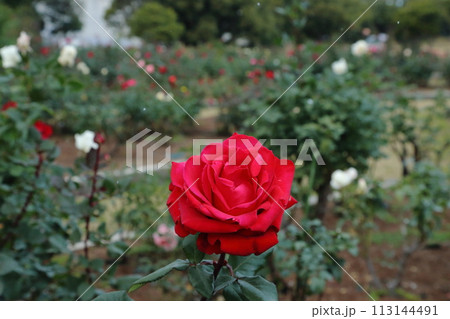 荒尾市 おもやい市民花壇 バラの花、 荒尾市 おもやい市民花壇 バラの花、 113144491