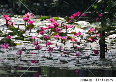 Close up view of couple of pink waterlily in bloom floating on the lake 113144629