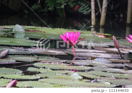 Close up view of couple of pink waterlily in bloom floating on the lake 113144650