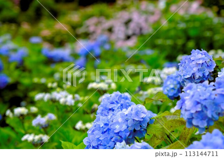 あじさいの森に咲くあじさい 113144711