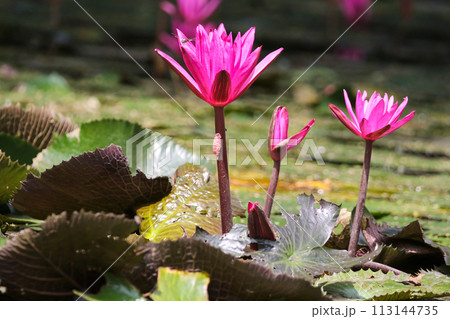 Close up view of couple of pink waterlily in bloom floating on the lake 113144735