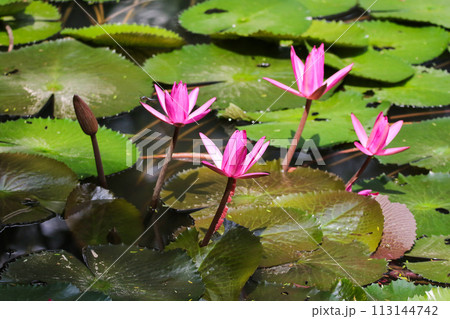 Close up view of couple of pink waterlily in bloom floating on the lake 113144742
