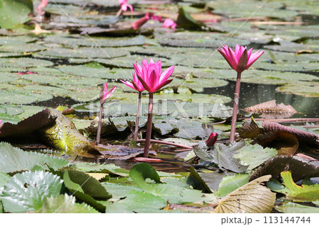 Close up view of couple of pink waterlily in bloom floating on the lake Close up view of couple of pink waterlily in bloom floating on the lake 113144744