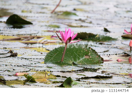 Close up view of couple of pink waterlily in bloom floating on the lake Close up view of couple of pink waterlily in bloom floating on the lake 113144754