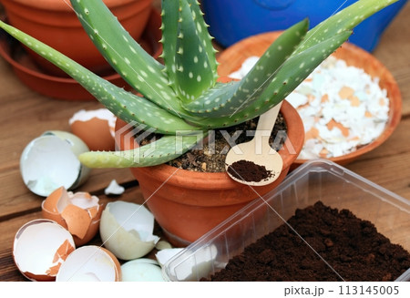 Coffee grounds and crushed eggshells for plants and flowers better growing. 113145005