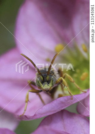 Vertical frontal closeup on a male Lathbury's Nomada solitary bee, Nomada lathburiana on a pink flower 113145061