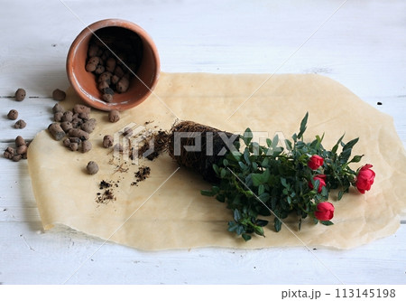 Transplanting of red rose flower into bigger pot. 113145198