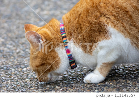 おさんぽ中の茶色の猫 113145357