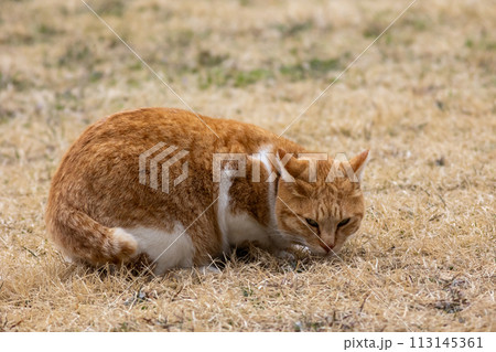 おさんぽ中の茶色の猫 おさんぽ中の茶色の猫 113145361
