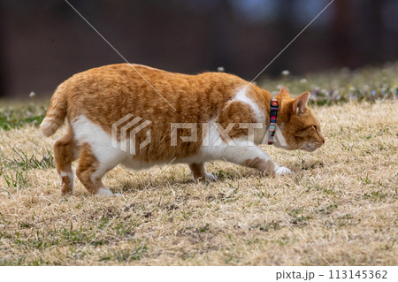 おさんぽ中の茶色の猫 113145362