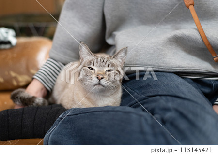 飼い主に寄り添う猫 113145421
