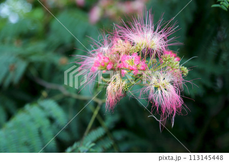 合歓の花 113145448