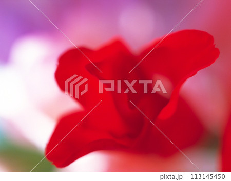 赤いグラジオラス 妖艶な花びらのイメージ写真 113145450