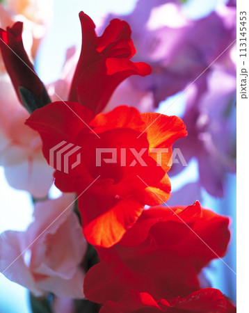 グラジオラスの情熱的な赤い花と後ろに淡いピンク 紫の花が咲き乱れる グラジオラスの情熱的な赤い花と後ろに淡いピンク 紫の花が咲き乱れる 113145453