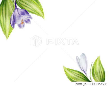 Watercolor frame, template with purple and white blooming crocus flower isolated on background. Spring and easter botanical hand painted saffron illustration. For designers, wedding, decoration, Watercolor frame, template with purple and white blooming crocus flower isolated on background. Spring and easter botanical hand painted saffron illustration. For designers, wedding, decoration, 113145474