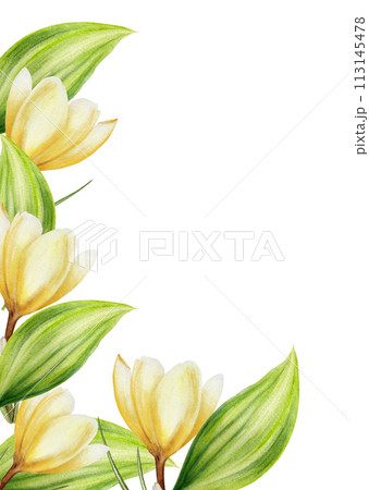 Watercolor postcard, frame, invitation with bouquet of yellow blooming crocus flowers and leaves isolated on white background. Spring and easter botanical templates, banner. Hand painted saffron 113145478