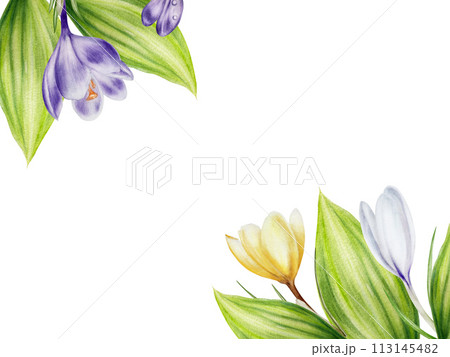 Watercolor frame, template with purple, yellow and white blooming crocus flower isolated on background. Spring and easter botanical hand painted saffron illustration. For designers, wedding, 113145482
