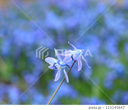 Blue flowers of Siberian squill, lat. Scilla siberica. Blue flowers of Siberian squill, lat. Scilla siberica. 113145647