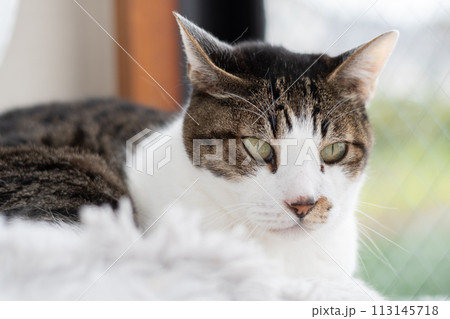 窓辺でくつろぐ猫　キジトラ白 113145718