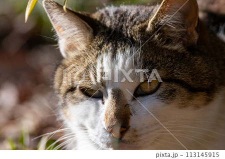 地域猫のアップ 地域猫のアップ 113145915