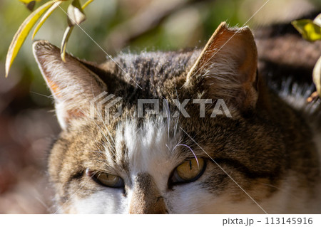 地域猫のアップ 113145916