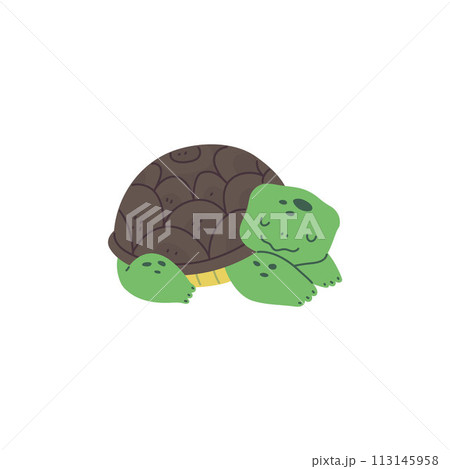 Resting turtle minimalist vector illustration 113145958