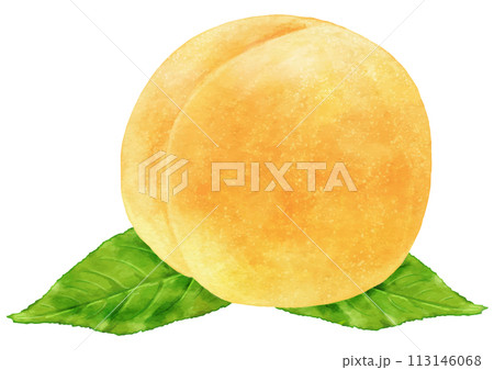 リアルな黄桃1個のイラスト(葉あり) タイトル変更 113146068