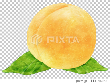 リアルな黄桃1個のイラスト(葉あり) タイトル変更 113146068