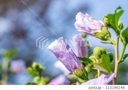花開く朝のムクゲ～夏の朝～ 113146146