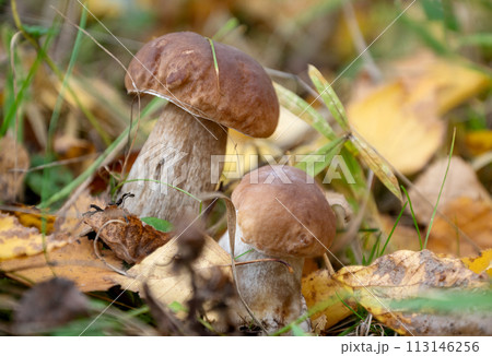 boletus mushroom grows through fallen leaves boletus mushroom grows through fallen leaves 113146256