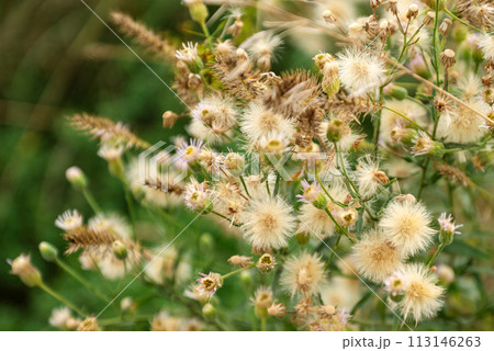 Bunch of fluffy thistle flowers in august field 113146263